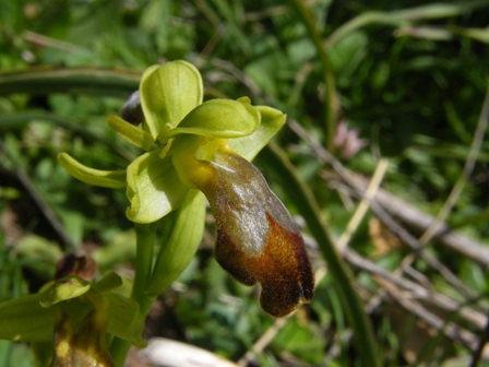 Passeggiate orchidologiche 2013